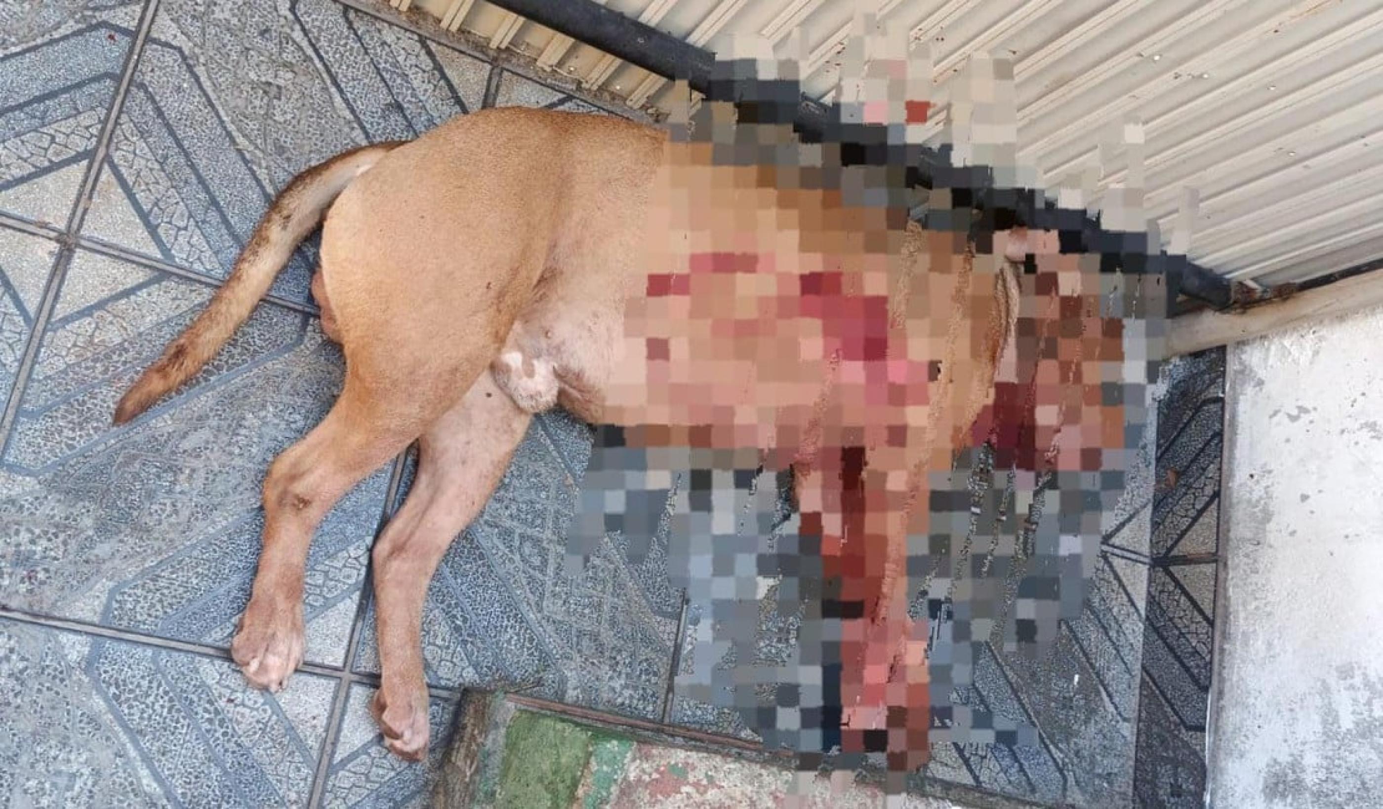 Pit-bull abandonado em rua de Betim ataca e fere carroceiro e
